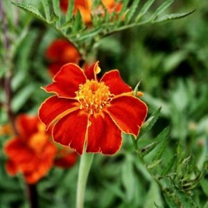 Tagetes flower seeds - Linnaeus - ±250 pieces (1g)