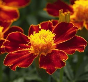 Tagetes flower seeds - Linnaeus - ±250 pieces (1g)