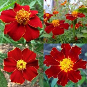 Tagetes flower seeds - Linnaeus - ±250 pieces (1g)