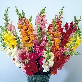 Antirrhinum/Puppy Flower Seeds - Mix - 7500 pieces (1g)