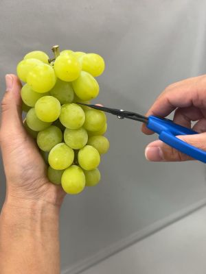 Professional Japanese scissors CHIKAMASA B-600H