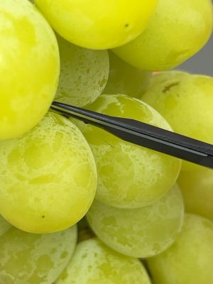 Professional Japanese scissors CHIKAMASA B-600H