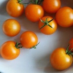 Cherry tomatoes - Aurantiacum - 25 seeds
