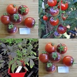 Чери домати - Blue Pitts - 10 семена
