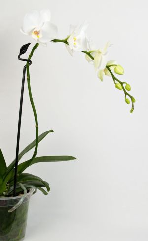 BETTERGROW ORCHID FLOWER SUPPORT - CLEAR