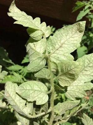 Spidermite control 300мл - органичен инсектицид и фунгицид
