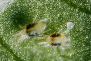 Spidermite control 300мл - органичен инсектицид и фунгицид