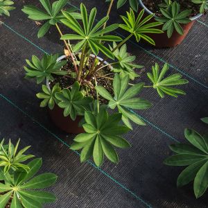 Weed cover made of woven textile 70g. PP black UV, 3.2m x 100m