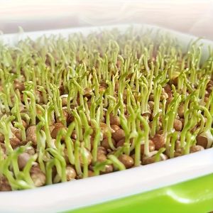 Tray with mesh and lid for Hydroponic cultivation of Microgreens 24/32cm