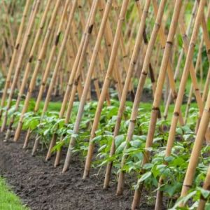 Bamboo plant support stake 2.10 см. Ф 16/18