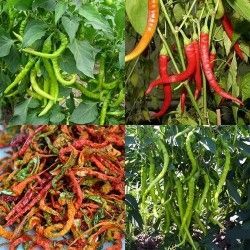 Chili Peppers - Aci Sivri - 25 Seeds