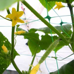 Bradas PLANT NET 2 × 10 m climbing plant net