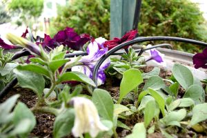 Automatic pot watering kit 15min