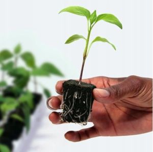 GT Root Riot® 77 – Tray with 77 organic seed and cutting starter cubes