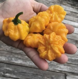 "MA Daisy Cutter Yellow" Chili pepper seeds - 10 pcs.
