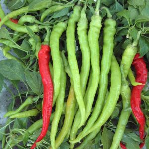 "Lunga Sigaretta Biondo" Chili pepper seeds - 100 pcs.