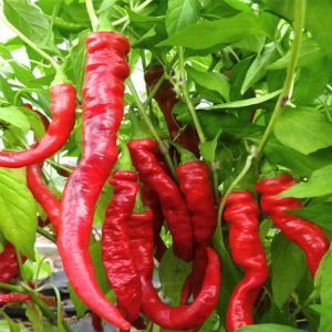 "Lunga Sigaretta Biondo" Chili pepper seeds - 100 pcs.