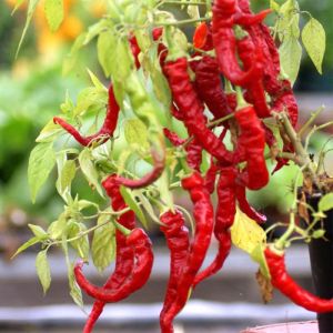 "Lunga Sigaretta Biondo" Chili pepper seeds - 100 pcs.