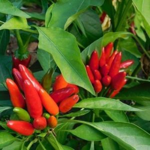 "Little Devil Calabrese" Chili pepper seeds - 25 pcs.