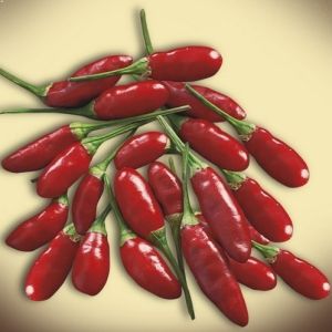 "Little Devil Calabrese" Chili pepper seeds - 25 pcs.