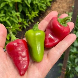 "Kardoula" Chili pepper seeds - 15 pcs.