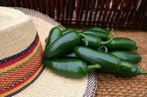 "Early Jalapeno" Chili pepper seeds - 25 pcs.