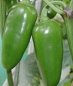 "Early Jalapeno" Chili pepper seeds - 25 pcs.