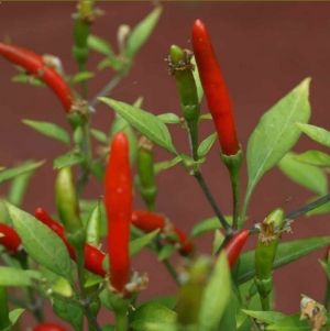 "Hot Demon Red" Chili pepper seeds - 10 pcs.