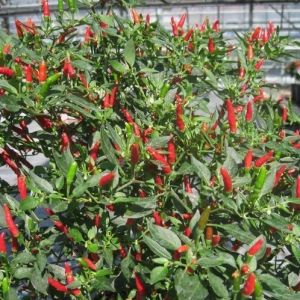 "Hot Demon Red" Chili pepper seeds - 10 pcs.