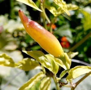"Yellow Bouquet" Chili pepper seeds - 15 pcs.