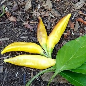 "Yellow Bouquet" Chili pepper seeds - 15 pcs.