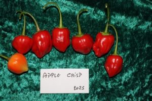 "Apple Crisp" Chili pepper seeds - 15 pcs.