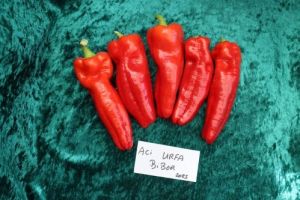 "Urfa Biber" Chili pepper seeds - 10 pcs.