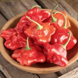 "Umbillicatum" Chili pepper seeds - 7 pcs.