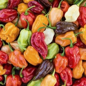 Adjuma-type "Aroma Mix" Chili pepper seeds - 25 pcs.