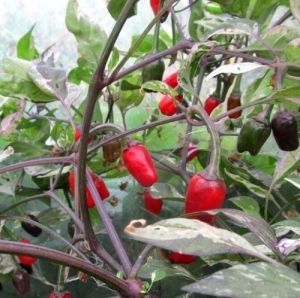 "Troll" Chili pepper seeds - 15 pcs.
