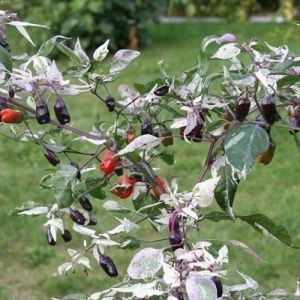 "Troll" Chili pepper seeds - 15 pcs.
