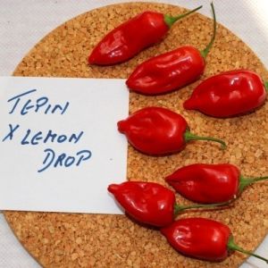 "Tepin x Lemon Drop" Chili pepper seeds - 10 pcs.