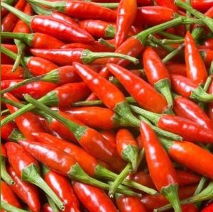"Tabasco Red" Chili pepper seeds - 10 pcs.