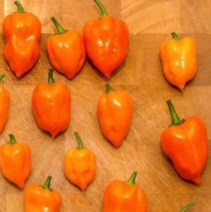 Семена от люти чушки тип Adjuma, сорт "Хабанеро Портокал" (Habanero Orange) - 15 бр.