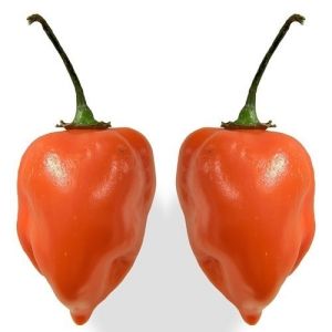 Семена от люти чушки тип Adjuma, сорт "Хабанеро Портокал" (Habanero Orange) - 15 бр.
