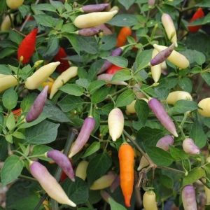 "Aji Omnocolor" Chili pepper seeds - 15 pcs.