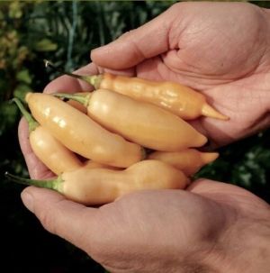 "Sugar Rush Peach" Chili pepper seeds - 25 pcs.