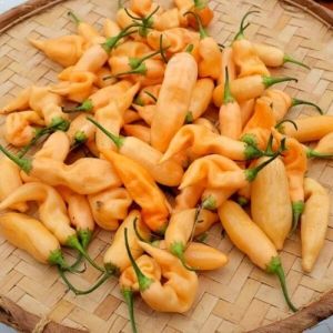 "Sugar Rush Peach" Chili pepper seeds - 25 pcs.