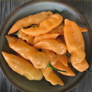 "Sugar Rush Orange" Chili pepper seeds - 15 pcs.