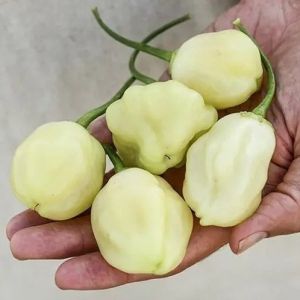 "Sugar Rush Cream" Chili pepper seeds - 15 pcs.