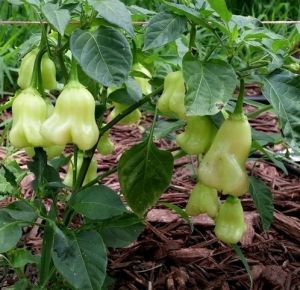 "Aji White Fantasy" Chili pepper seeds - 15 pcs.