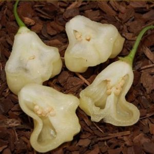"Aji White Fantasy" Chili pepper seeds - 15 pcs.