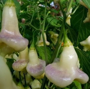"Aji White Fantasy" Chili pepper seeds - 15 pcs.
