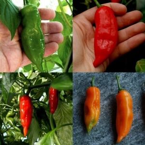 "Aji Verde" Chili pepper seeds - 15 pcs.